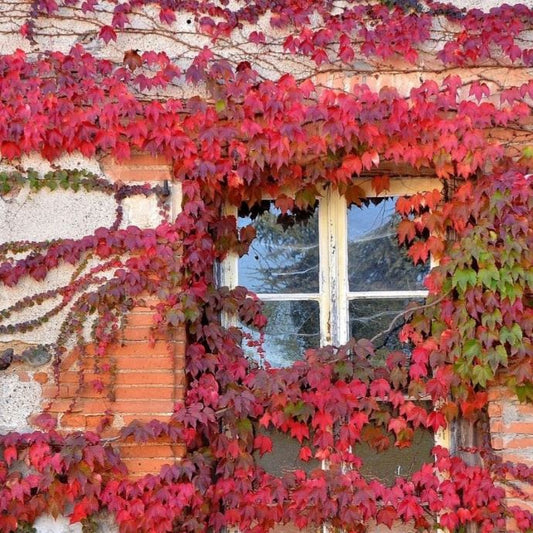 fast growing climbing plants
