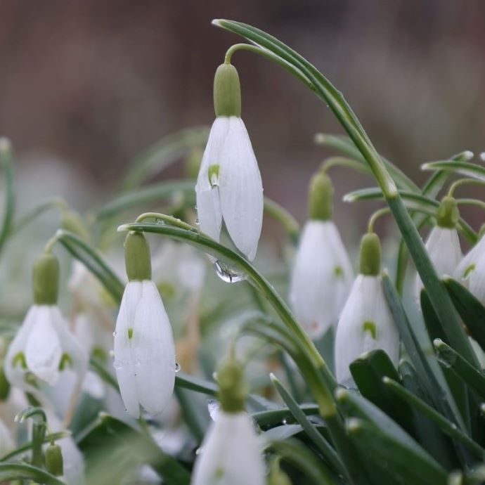 Garden Jobs for February