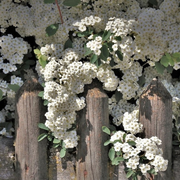 flowering hedge plants