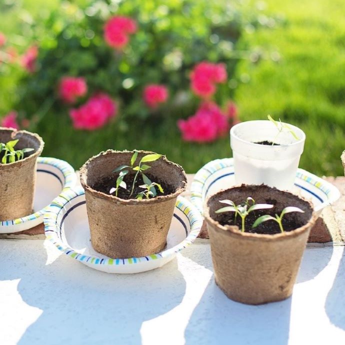 Free Plants: The Top Three Ways to Get Plants on a Budget