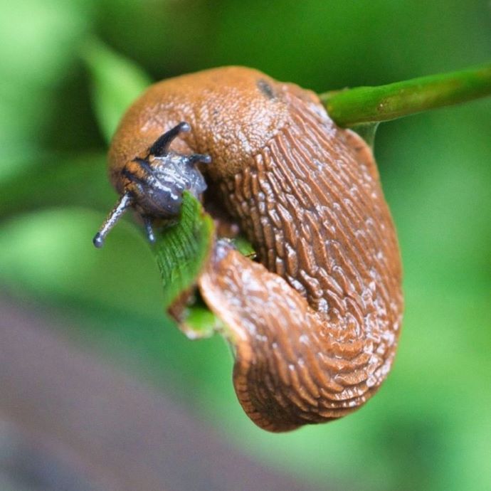 How Can I Keep Slugs Away Without Killing Them?