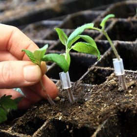 grafted vegetable plants