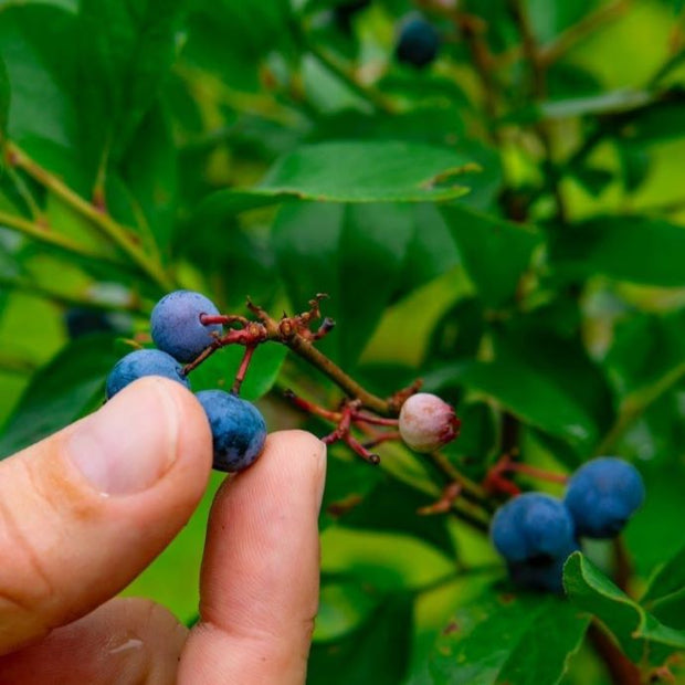growing blueberries