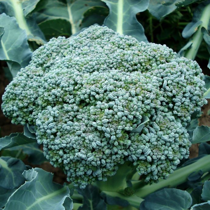 Growing Broccoli: The Complete Guide