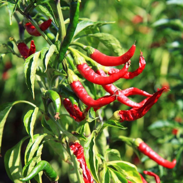 growing chillies