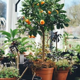 growing fruit trees in pots