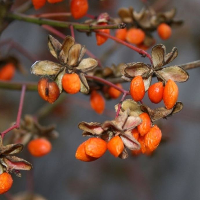 Growing Goji Berries in the UK
