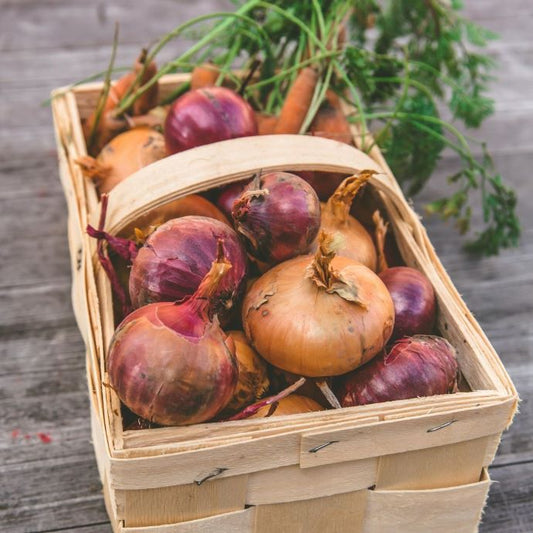 growing onions