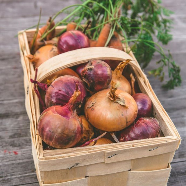 growing onions