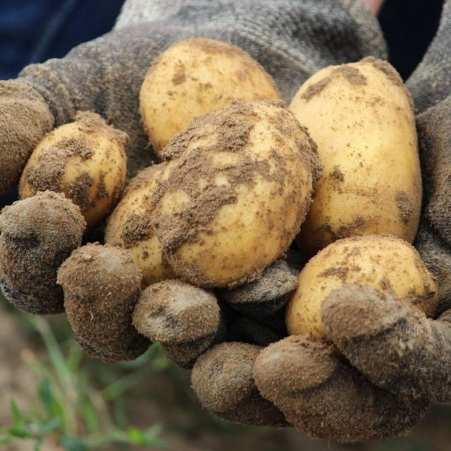 growing potatoes