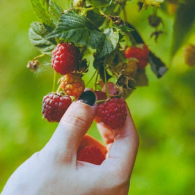 growing raspberries