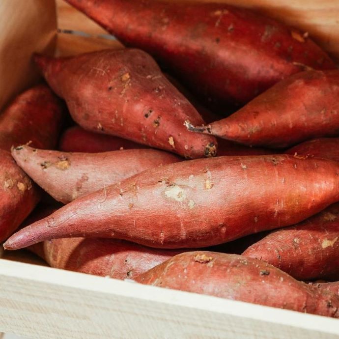 Growing Sweet Potatoes: UK Beginner’s Guide