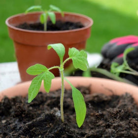 growing vegetables in pots