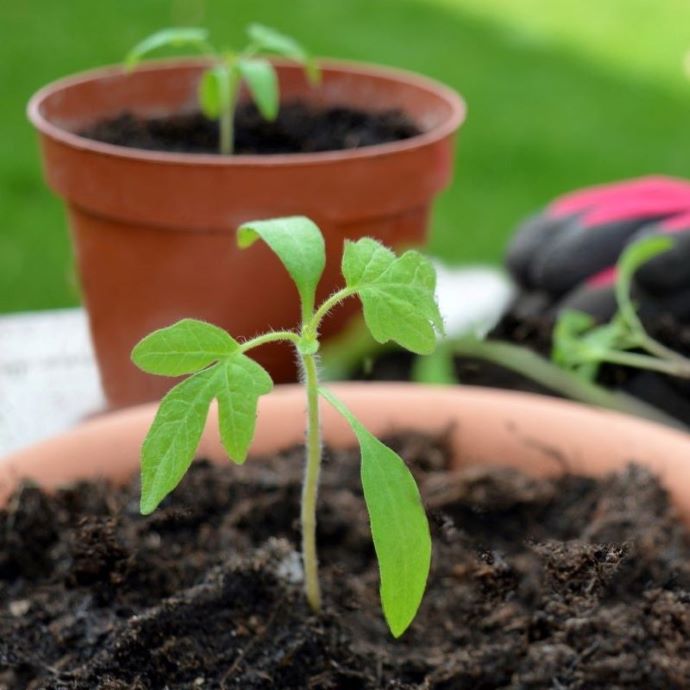 Growing Vegetables in Pots for Beginners