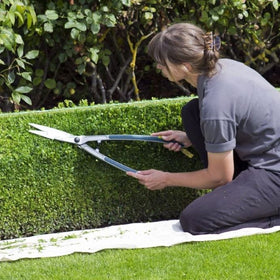 hedge cutting