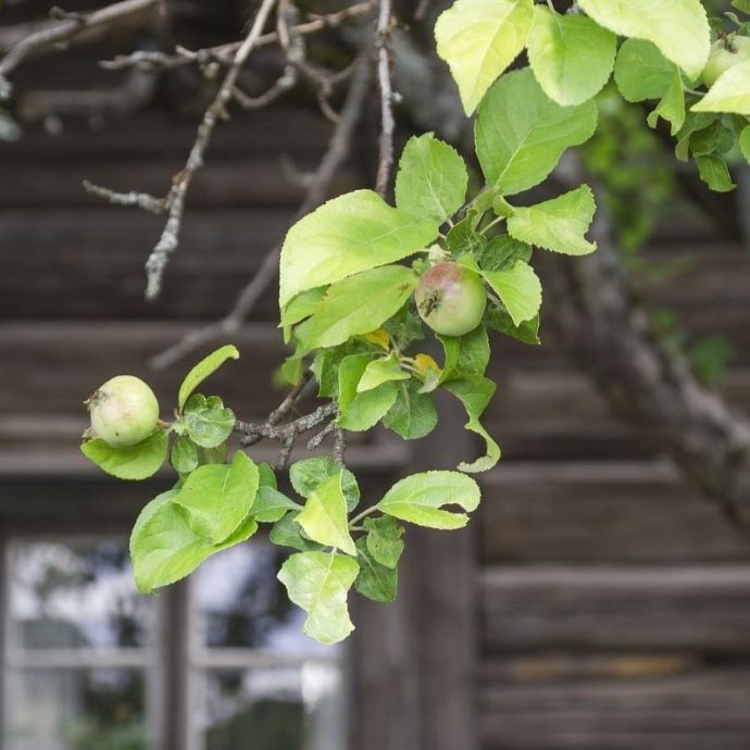 7 Heritage Fruit Trees for Your Garden