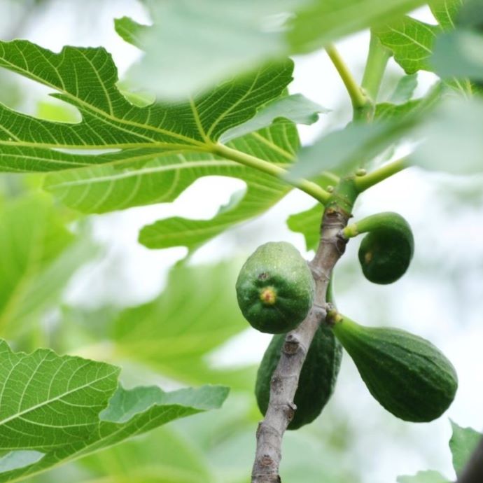 Growing Figs: A Beginner’s Guide
