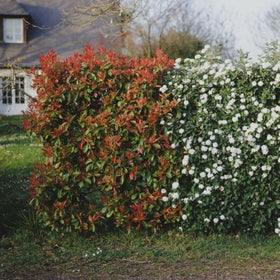 how to plant a hedge