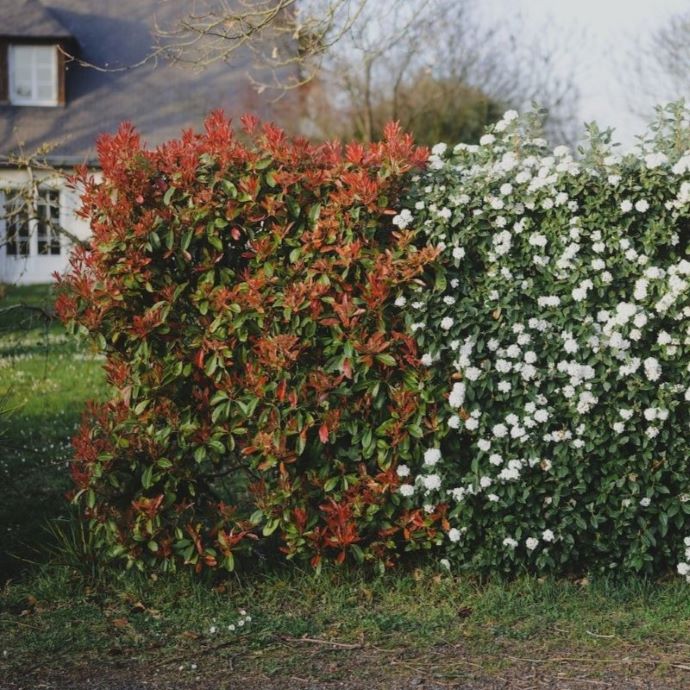 How to Plant a Hedge
