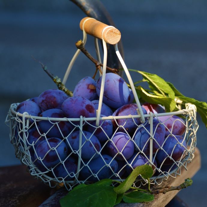 How to Store Plums and Use Up Your Crop