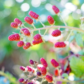 hybrid berries