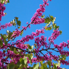 judas tree