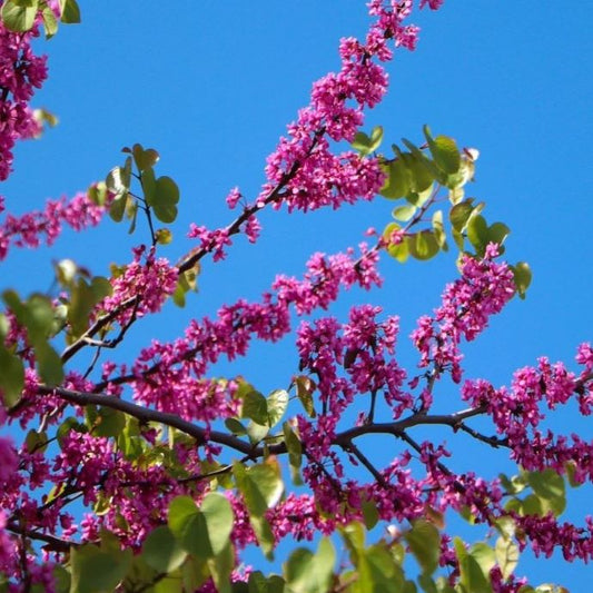 judas tree