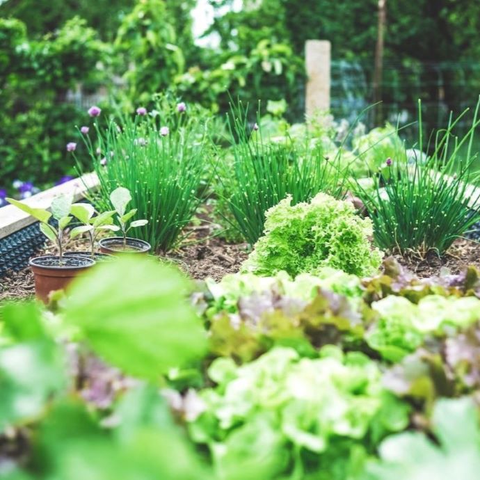 Kitchen Garden Ideas for a Doorstep Harvest