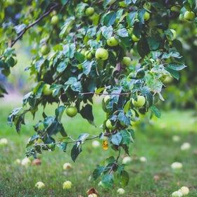 picking perfect apple tree