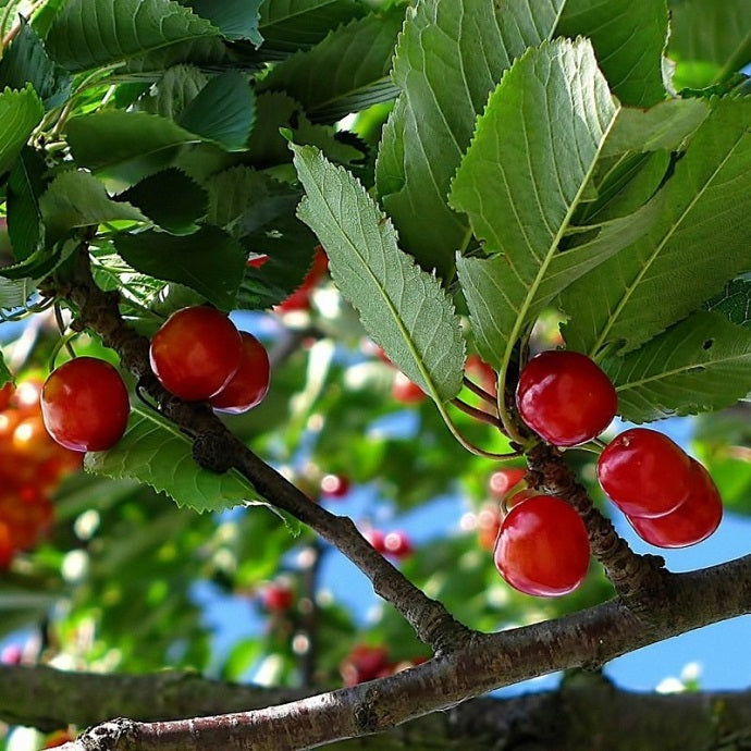 Picking the Perfect Cherry Tree: 4 Step Guide
