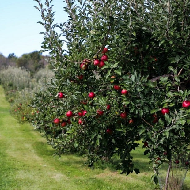 planting apple trees