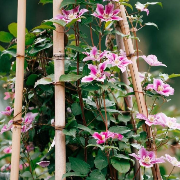 planting climbers