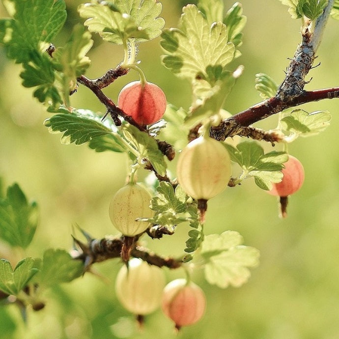 Planting Fruit Bushes: The Complete Guide