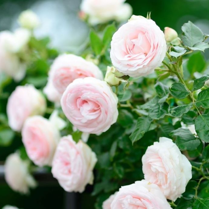 Planting Roses: The Complete Guide