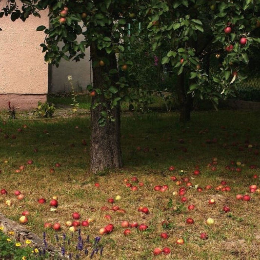 premature fruit drop