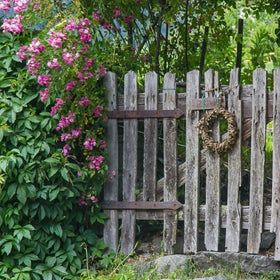 privacy plants