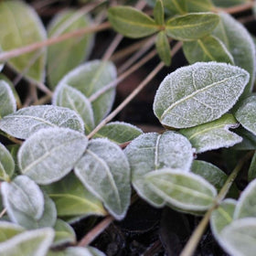 protect plants from frost