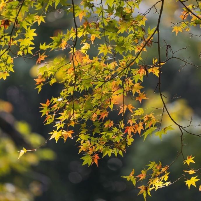 Pruning Acers: The Complete Guide