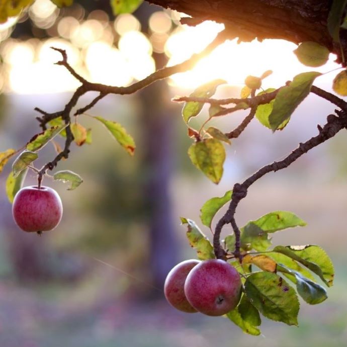 Pruning Apple Trees: A Complete Guide