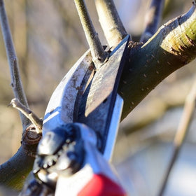 pruning apricot trees