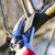 how to prune grape vines