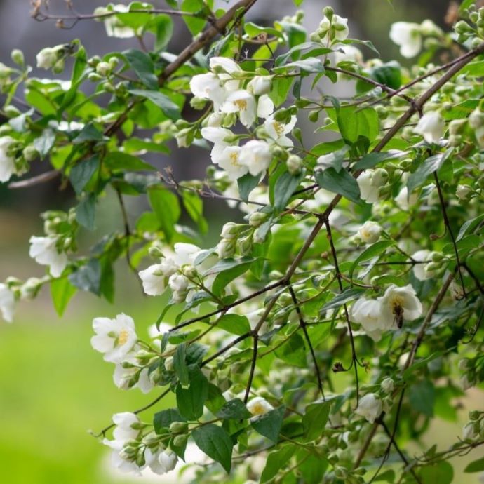 Pruning Climbers: A Grower’s Guide