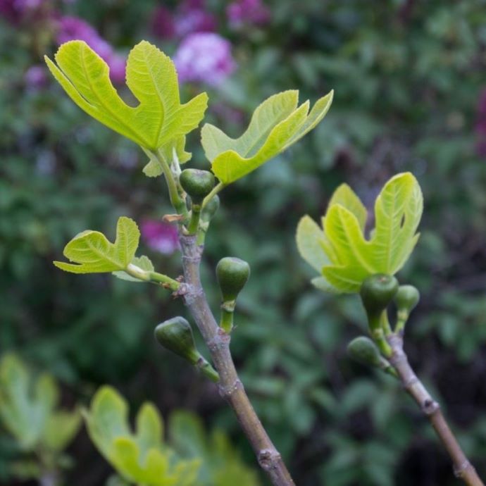 Pruning Fig Trees: An Expert Guide