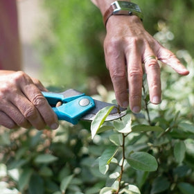 pruning fruit bushes