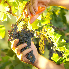 how to prune grape vines