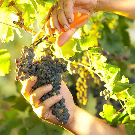 how to prune grape vines