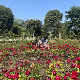 regent's park roses