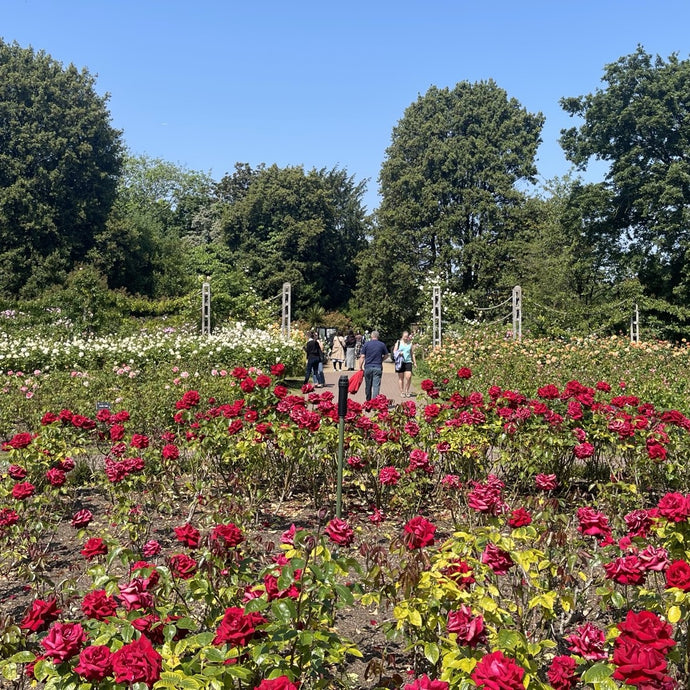 Regent’s Park Roses - June Garden of the Month