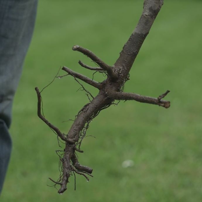 What Is a Rootstock?