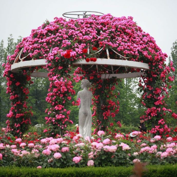 Rose Garden Ideas: Layouts, Colours & Planting